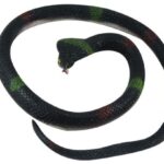 اسباب بازی مار مدل SMALL SNAKE