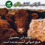 کفش زنانه مدل فوچا