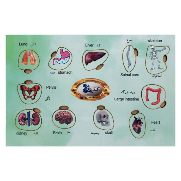 پازل آموزشی اعضای داخلی بدن اطلس آبی مدل P3