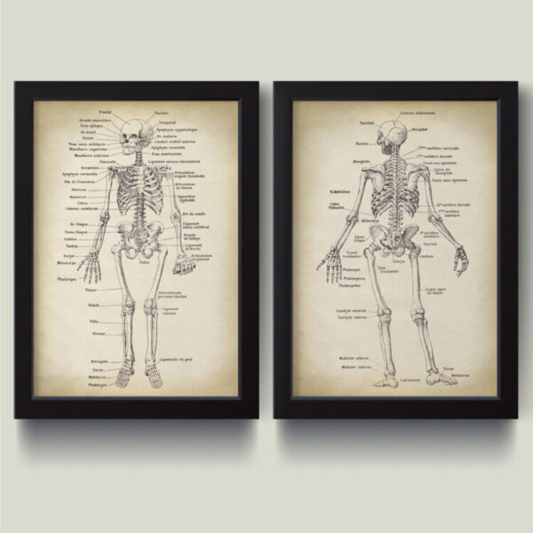 تابلو مدل Anatomy آناتومی کد m2662-b مجموعه 2 عددی