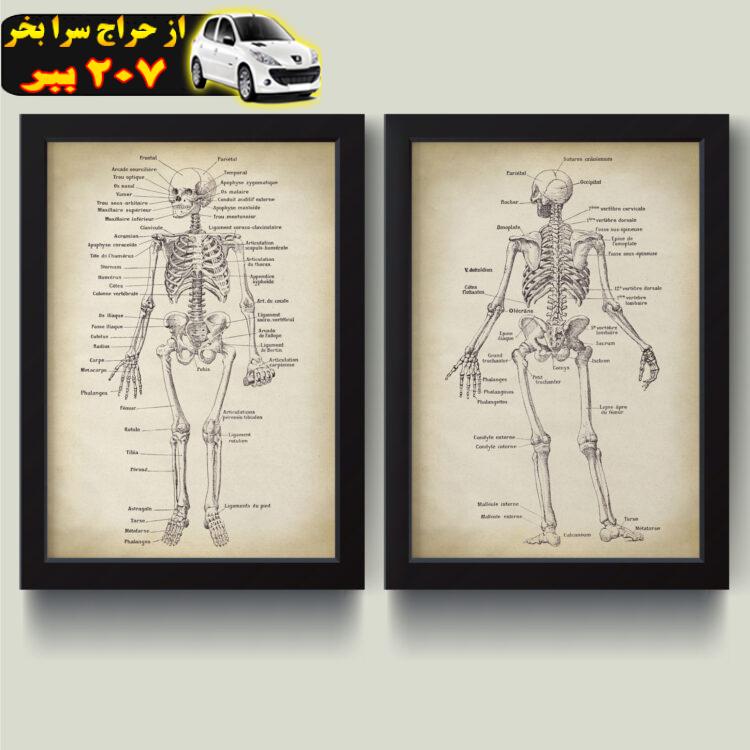 تابلو مدل Anatomy آناتومی کد m2662-b مجموعه 2 عددی